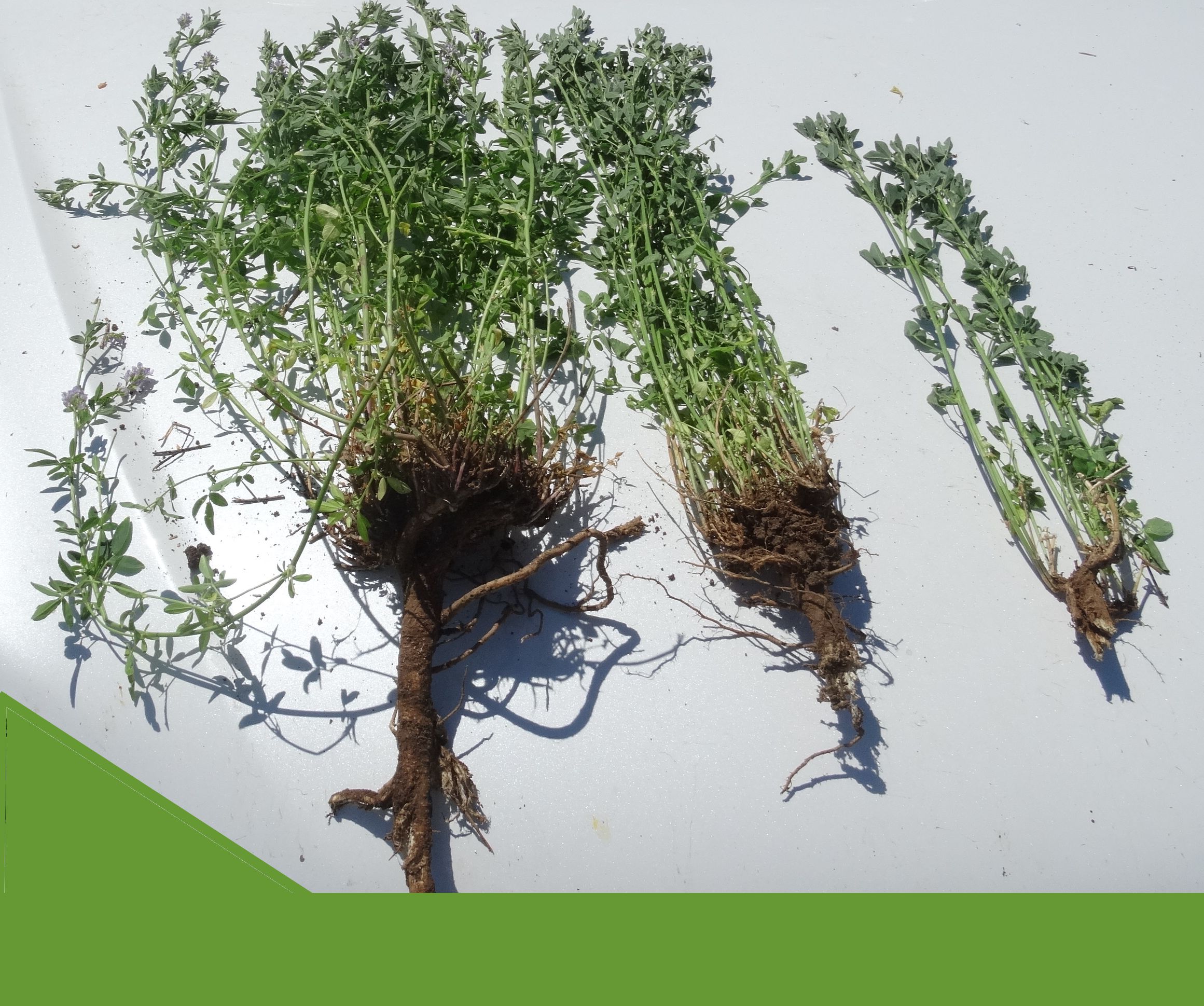 Alfalfa root system — treated vs untreated
