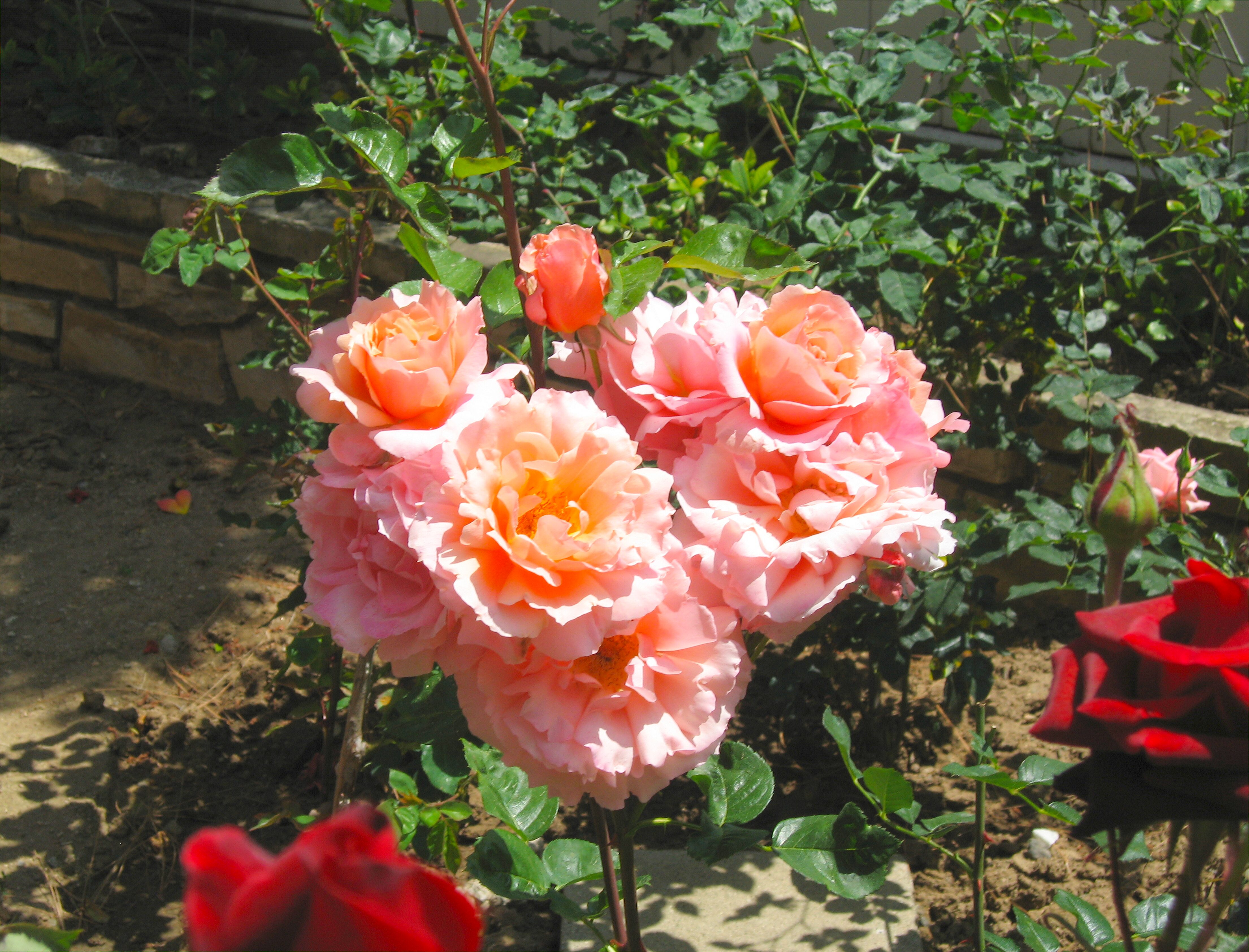 Pink rose bunch — ArableONE™