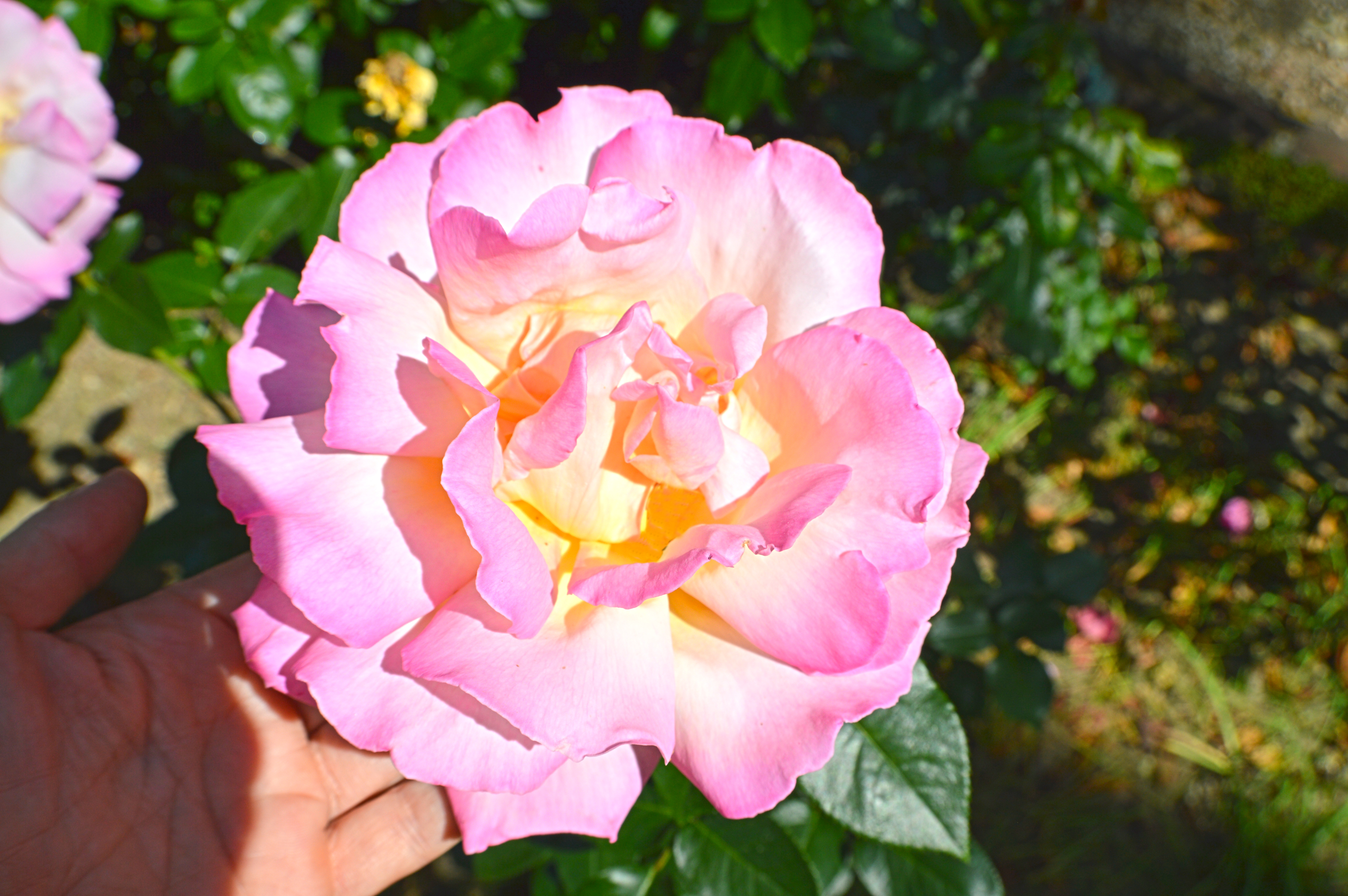Pink rose after ArableONE™ treatment
