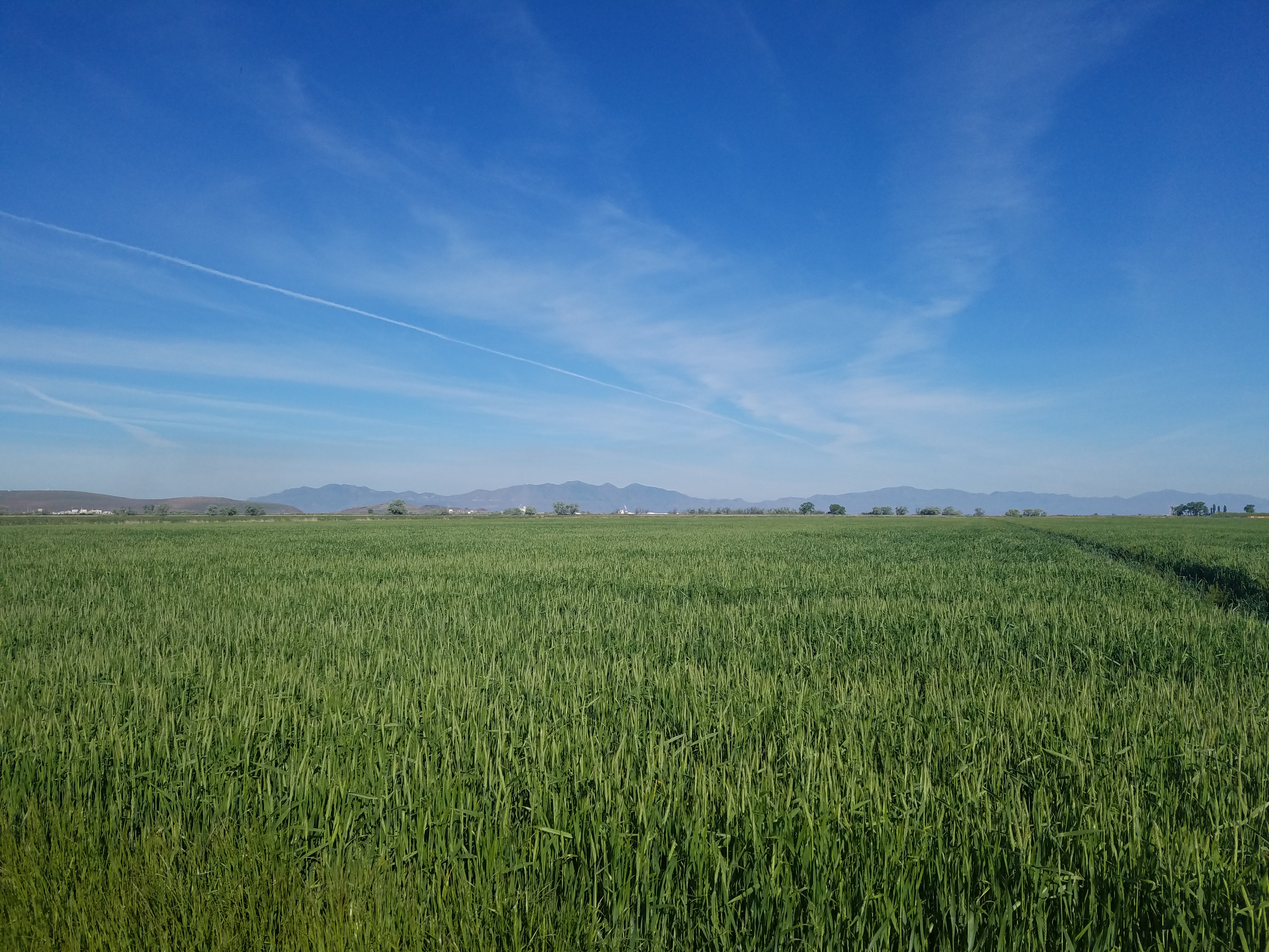 Treated field — ArableONE™ commercial agriculture