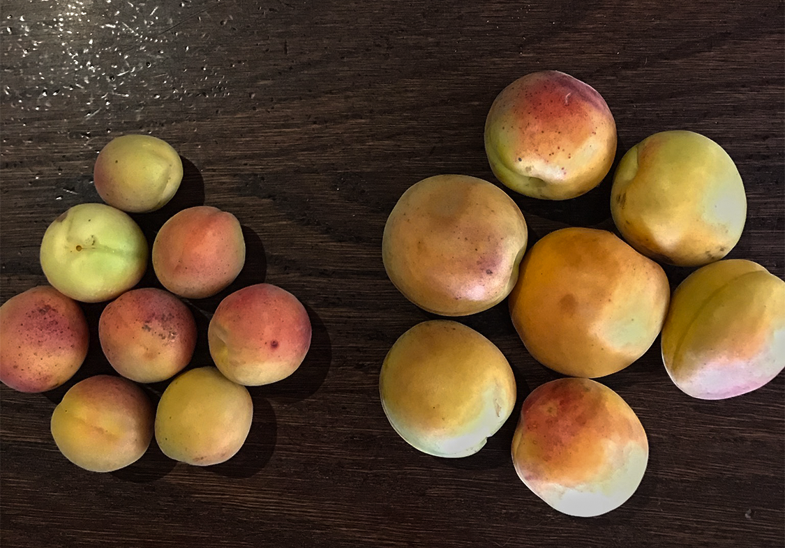 Apricots — treated vs untreated size comparison