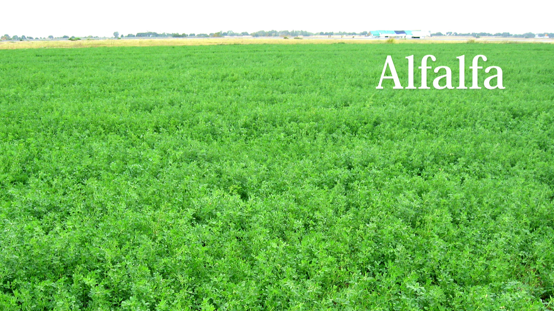 Alfalfa field treated with ArableONE™