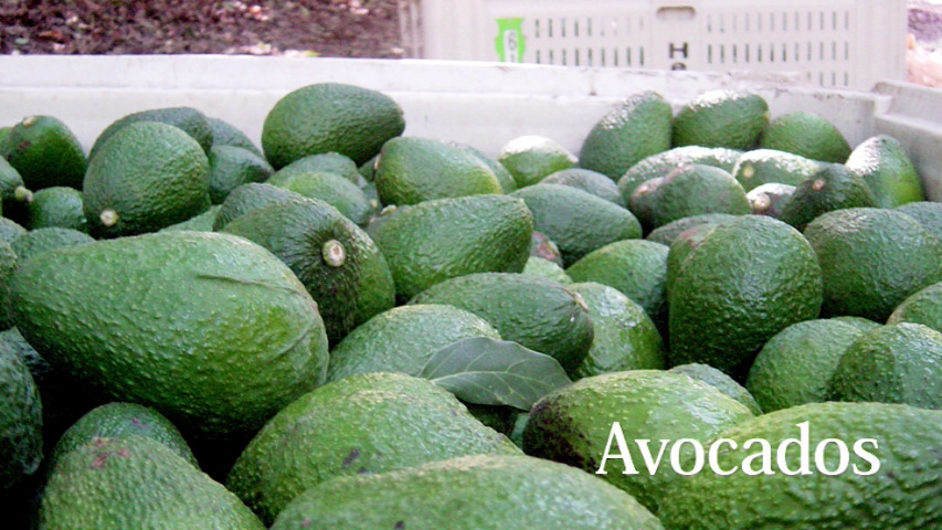 Avocados treated by ArableONE™