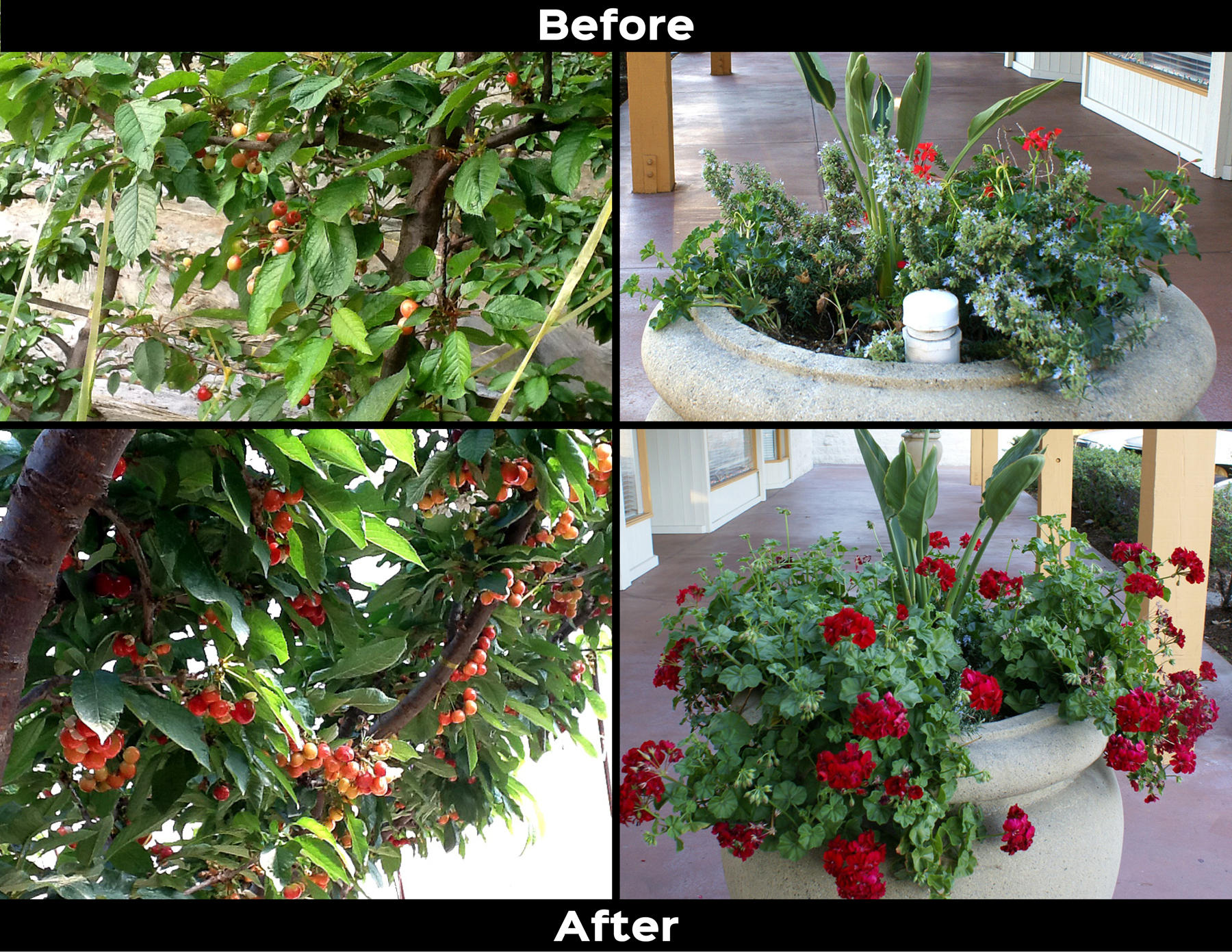 Plants before and after ArableONE™
