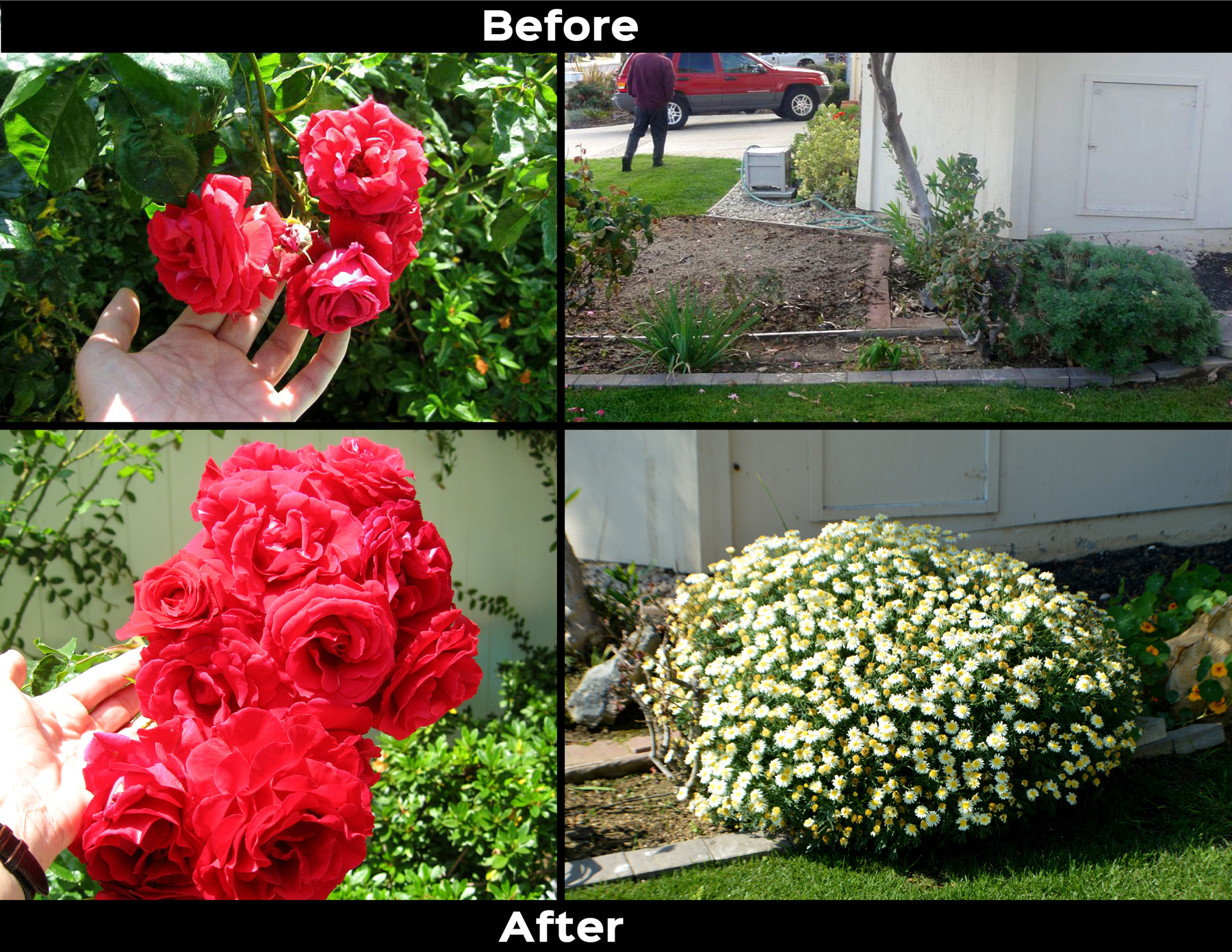 Rose bush before and after ArableONE™