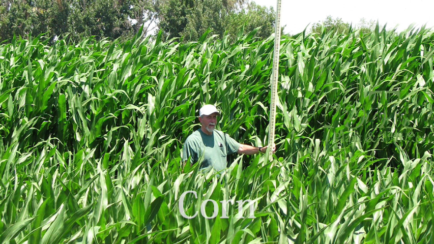 Farmer measuring exceptional corn height — ArableONE™ treated field