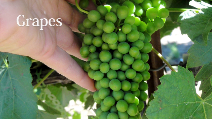 Grapes treated with ArableONE™