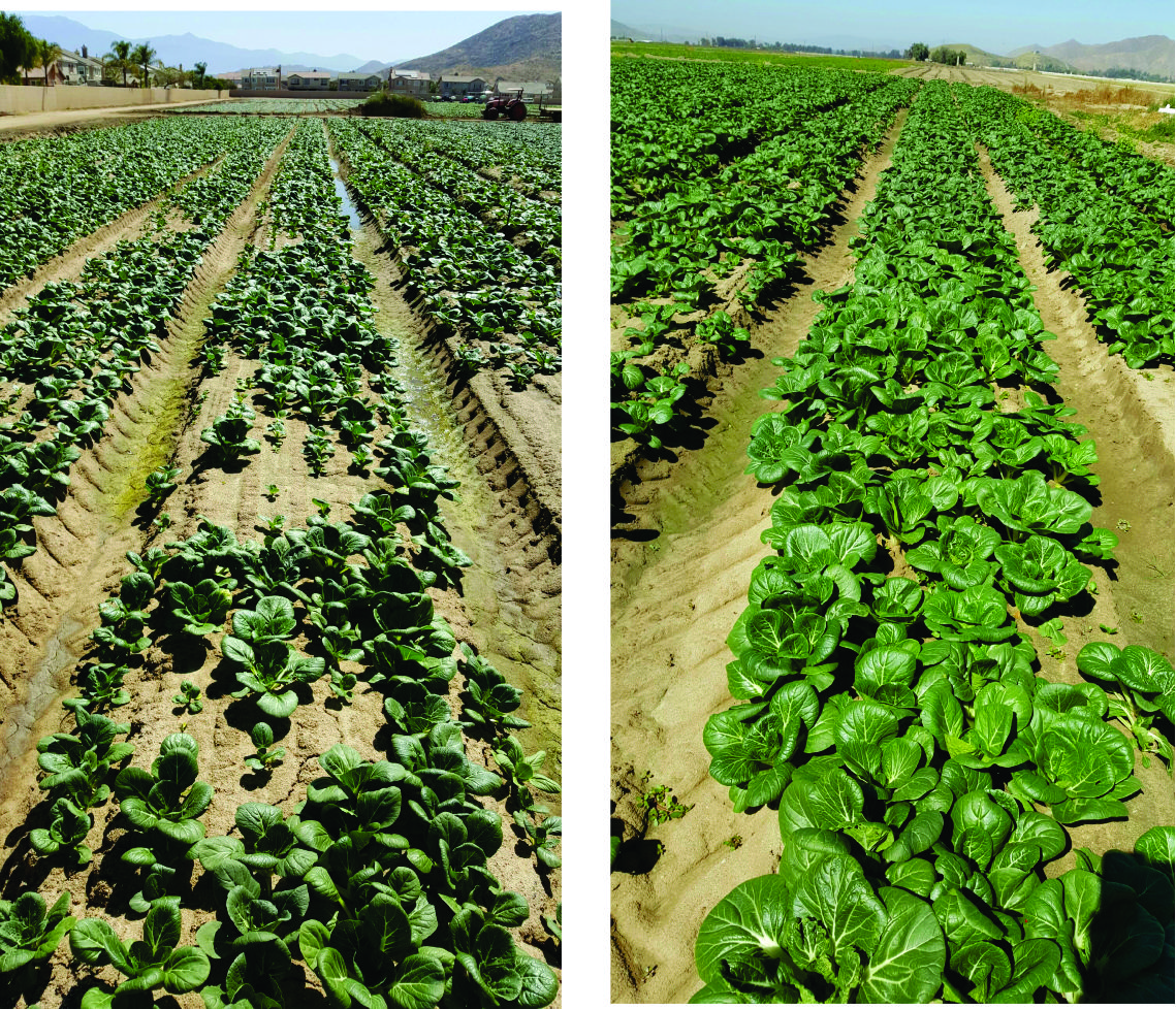 Lettuce before and after ArableONE™