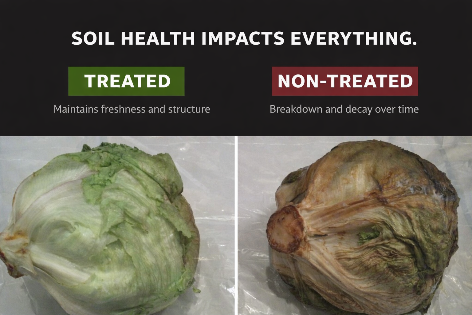 Lettuce spoilage — treated vs untreated with ArableONE™