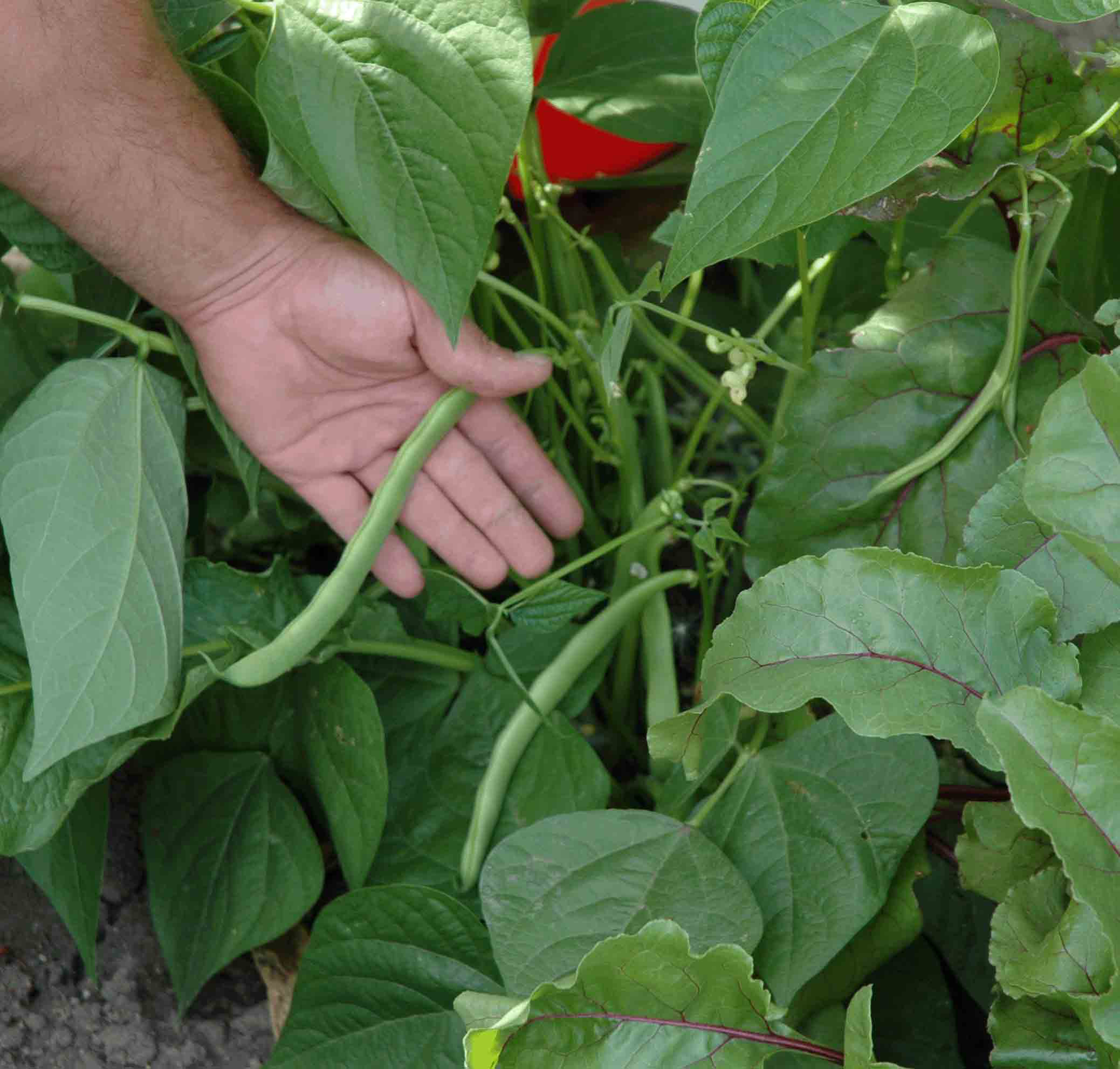 Green beans and vegetables treated with ArableONE™