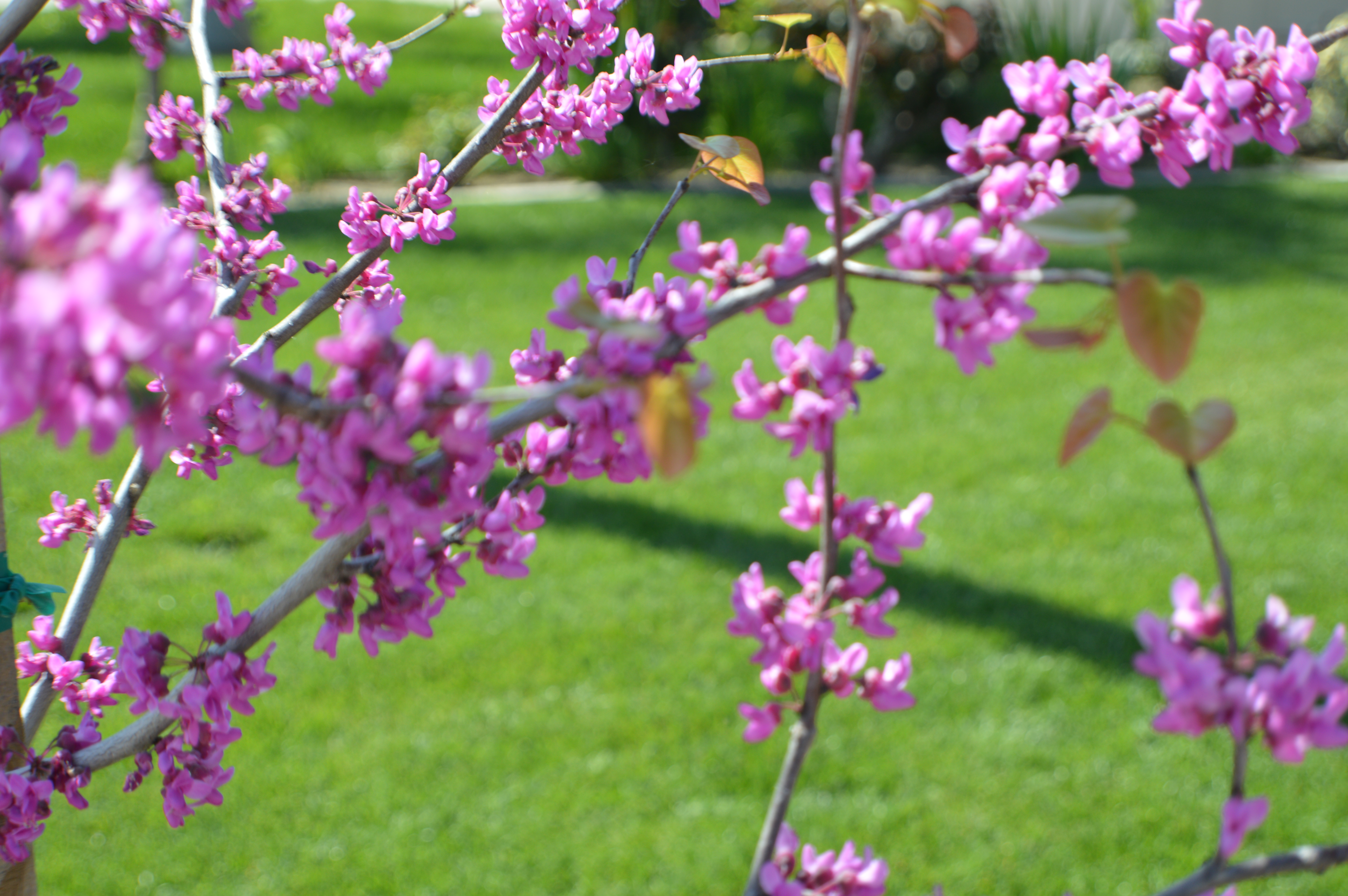 Purple flowering tree with lush lawn