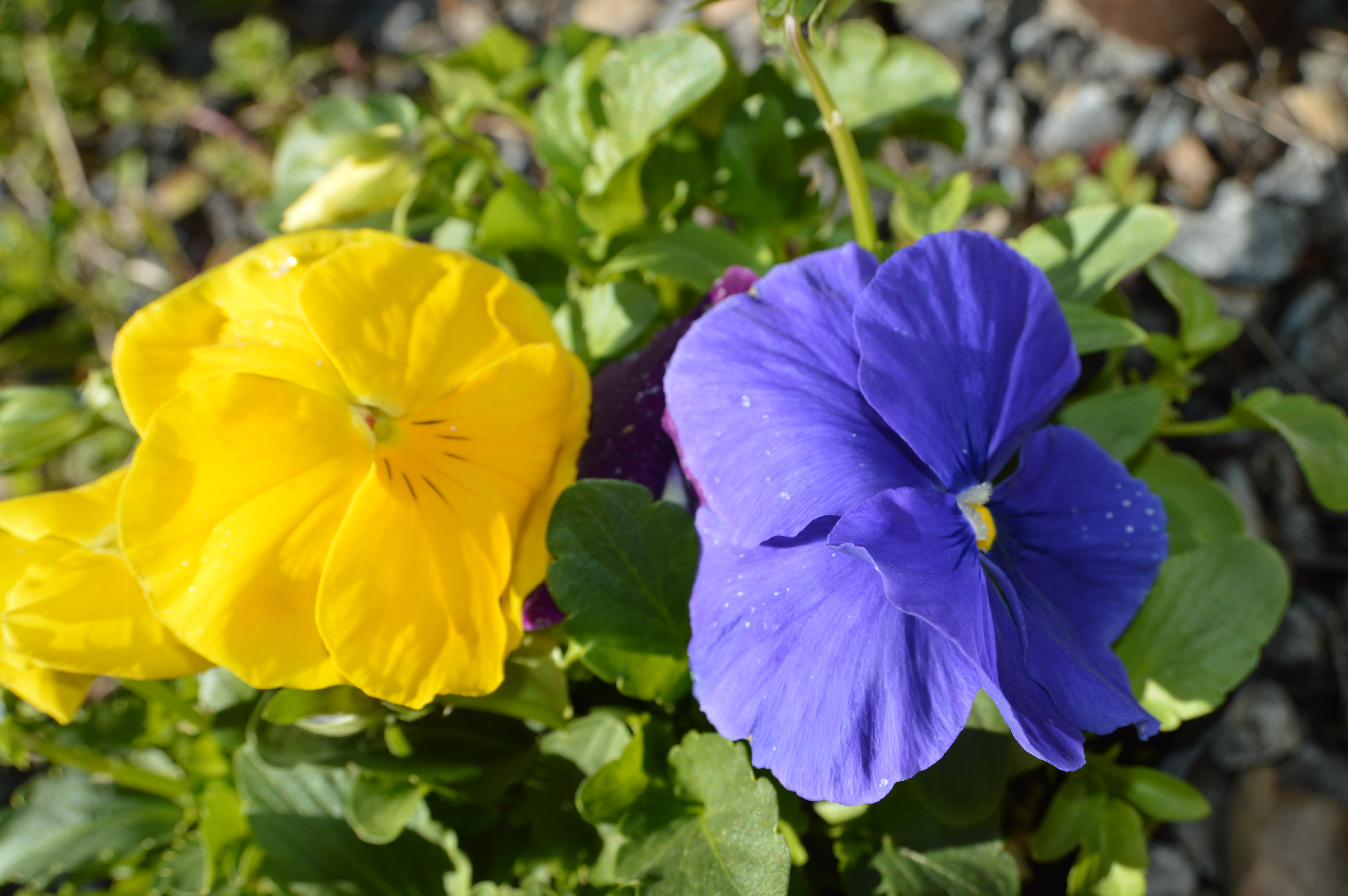 Pansies treated with ArableONE™